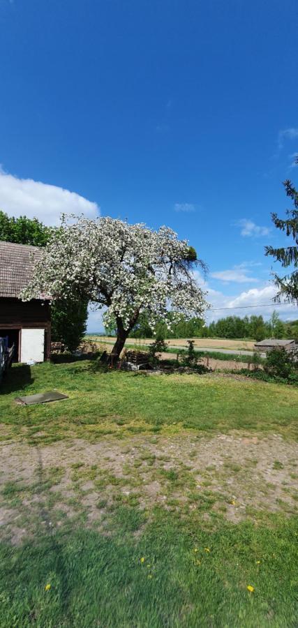 Mazurska Przystan Villa Dąbrówno Exteriör bild